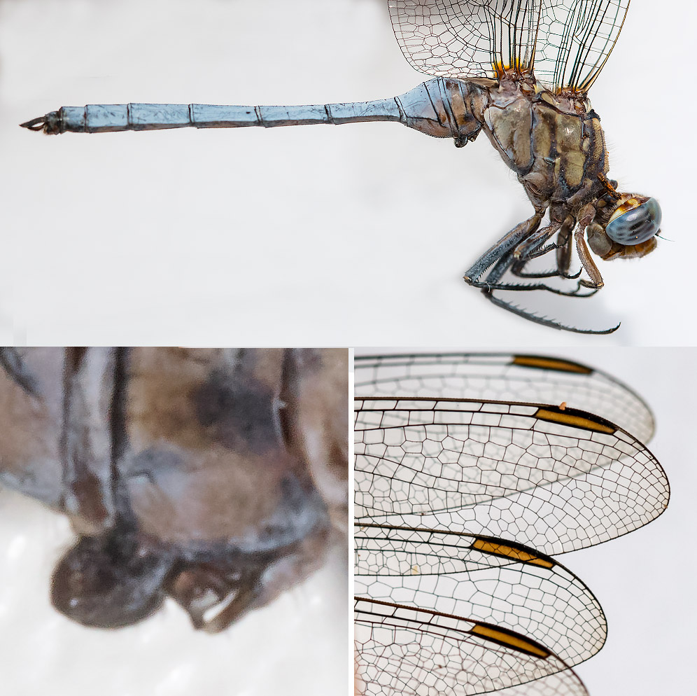 Orthetrum monardi